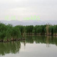 ļ
