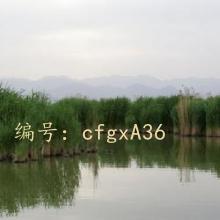 ̨