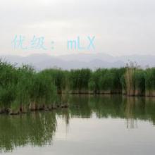 ļ