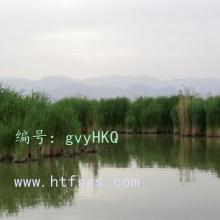 ļ