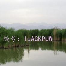 ζ