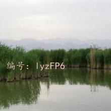 ׶