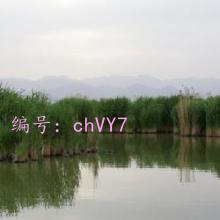 ջ