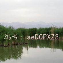 ζ